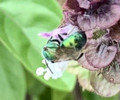 Augochloropsis metallica