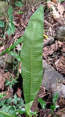 Microsorum membranaceum