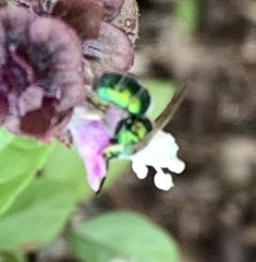 Augochloropsis metallica