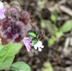 Augochloropsis metallica