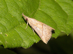 Hypena