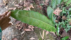 Microsorum membranaceum