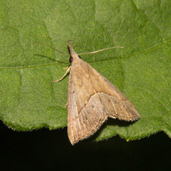 Hypena