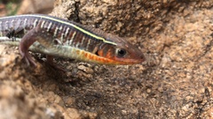 Gerrhosaurus flavigularis