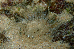 Anthozoa