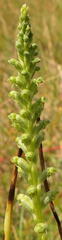 Microtis parviflora