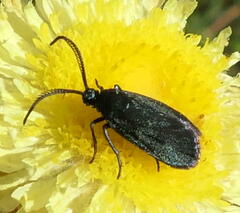 Turneriprocris dolens