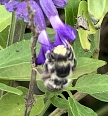 Megachile albitarsis