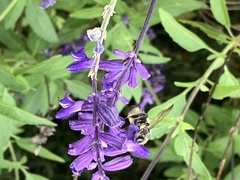 Megachile albitarsis
