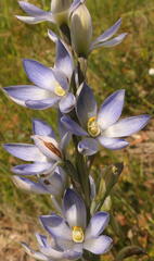 Thelymitra aristata