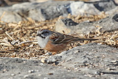 Emberiza godlewskii
