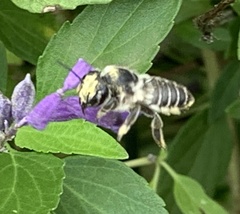 Megachile albitarsis