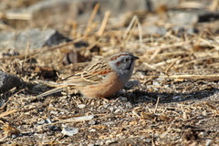 Emberiza godlewskii