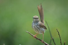 Prinia maculosa maculosa