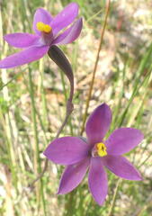 Thelymitra × irregularis