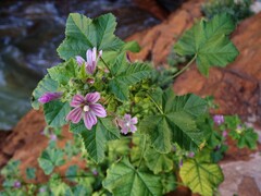 Malva multiflora