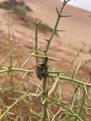 Julodis mitifica