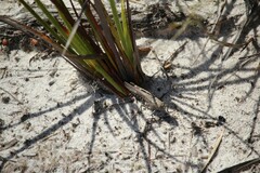 Cirphula pyrrhocnemis