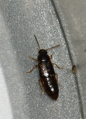 Phyllodrepoidea crenata