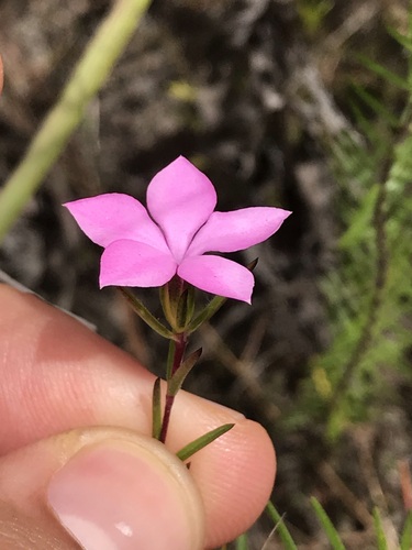 Image of Acmadenia trigona by (c) Ren Hoekstra, some rights reserved (CC BY)