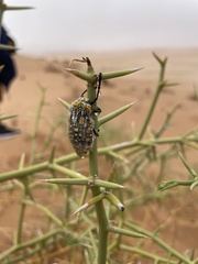 Julodis mitifica