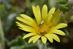 Arctotheca prostrata