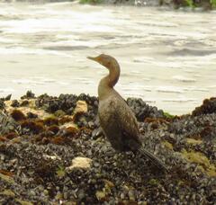 Microcarbo coronatus