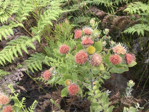Image of Leucospermum winteri by (c) Ren Hoekstra, some rights reserved (CC BY)