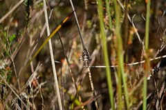 Dichromodes confluaria