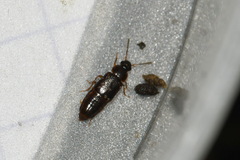 Phyllodrepoidea crenata