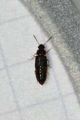 Phyllodrepoidea crenata