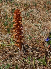 Orobanche calendulae