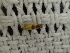 Stathmopoda