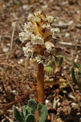 Orobanche calendulae