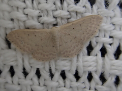 Idaea philocosma