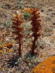 Orobanche calendulae