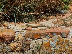 Podarcis carbonelli berlengensis