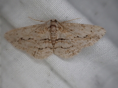 Didymoctenia exsuperata