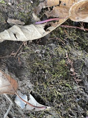 Calliergonella cuspidata