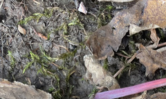 Calliergonella cuspidata