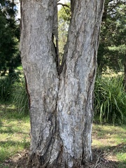 Melaleuca decora