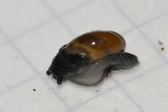Vitrina pellucida