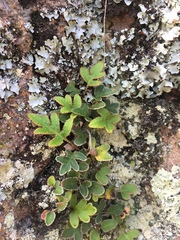 Pleopeltis thyssanolepis