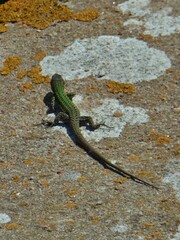 Podarcis carbonelli berlengensis