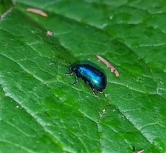 Chrysolina coerulans