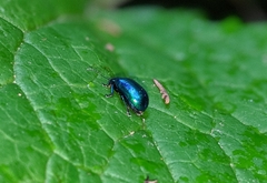 Chrysolina coerulans