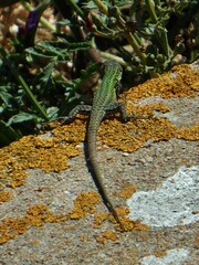 Podarcis carbonelli berlengensis