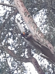 Trichoglossus moluccanus moluccanus