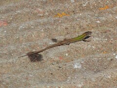 Podarcis carbonelli berlengensis