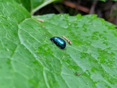 Chrysolina coerulans